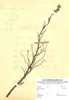 藏品(加拿大蓬)的圖片